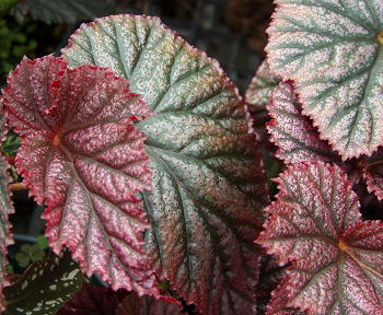 B. ‘Gypsy Rose’